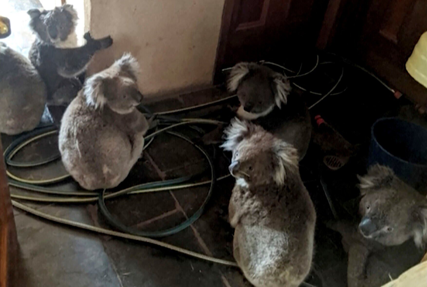Australia Fires Koalas